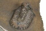 Bubble Nose Actinopeltis Trilobite - Rare Species #312794-5